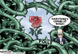 THE STATE OF THE ROSE GARDEN by Kevin Siers