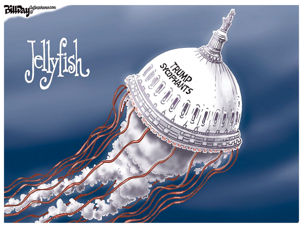 congressional-jellyfish.png